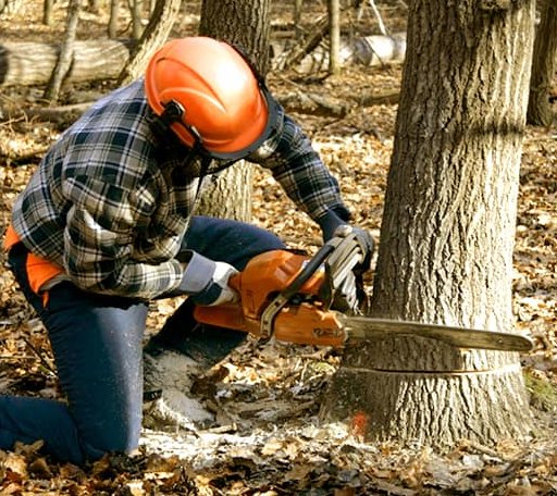 Tree Removal in Hayfork, CA